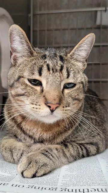 A young medium-sized male Domestic Short Hair cat named Maximus for adoption in Downey, CA