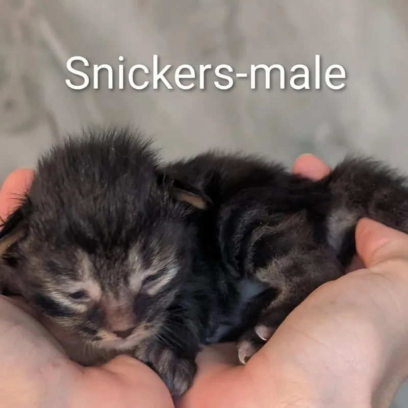 Snickers thumbnail 2