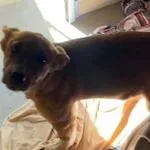 A baby small-sized female Brown / Chocolate Australian Shepherd dog named Myla for adoption in Buellton, CA