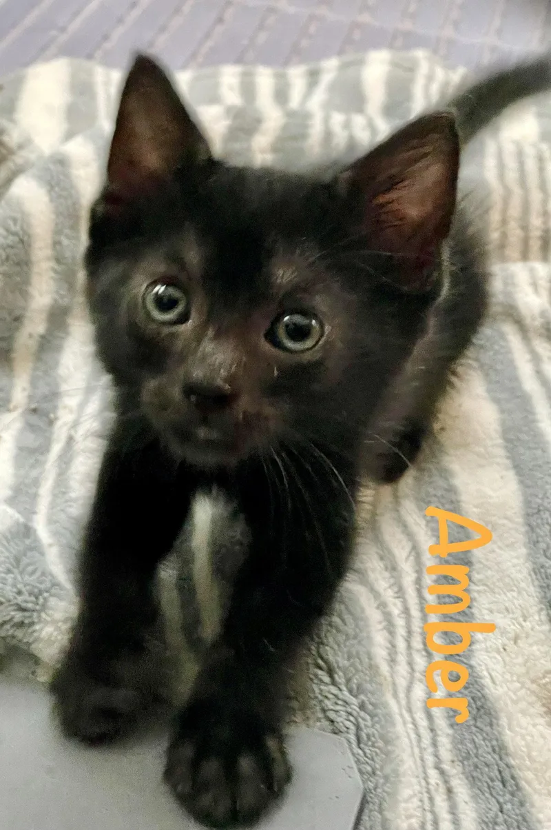 A baby medium-sized female Black Domestic Short Hair cat named Amber for adoption in Reston, VA