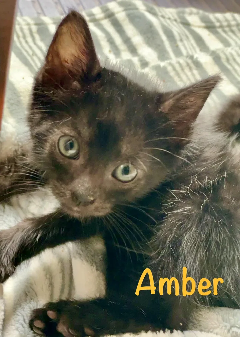 Amber thumbnail 2