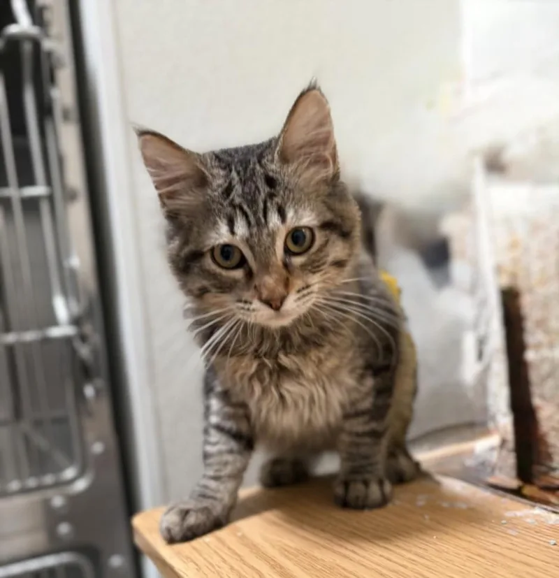 A baby small-sized male Domestic Short Hair cat named Larry for adoption in Olivehurst, CA