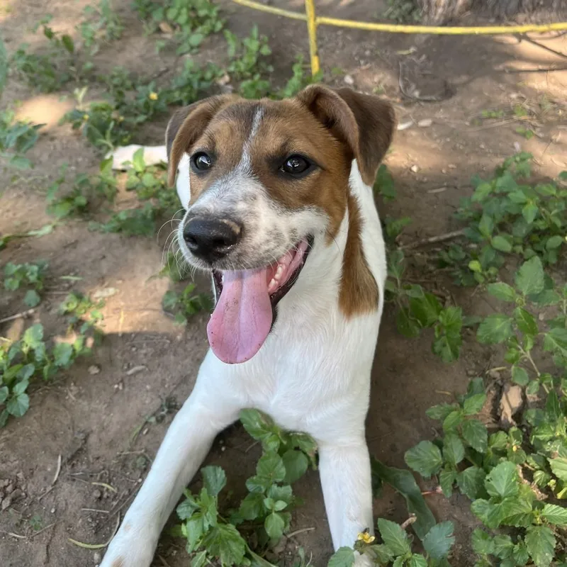 A young medium-sized female White / Cream Australian Cattle Dog / Blue Heeler dog named Ariel for adoption in Laredo, TX