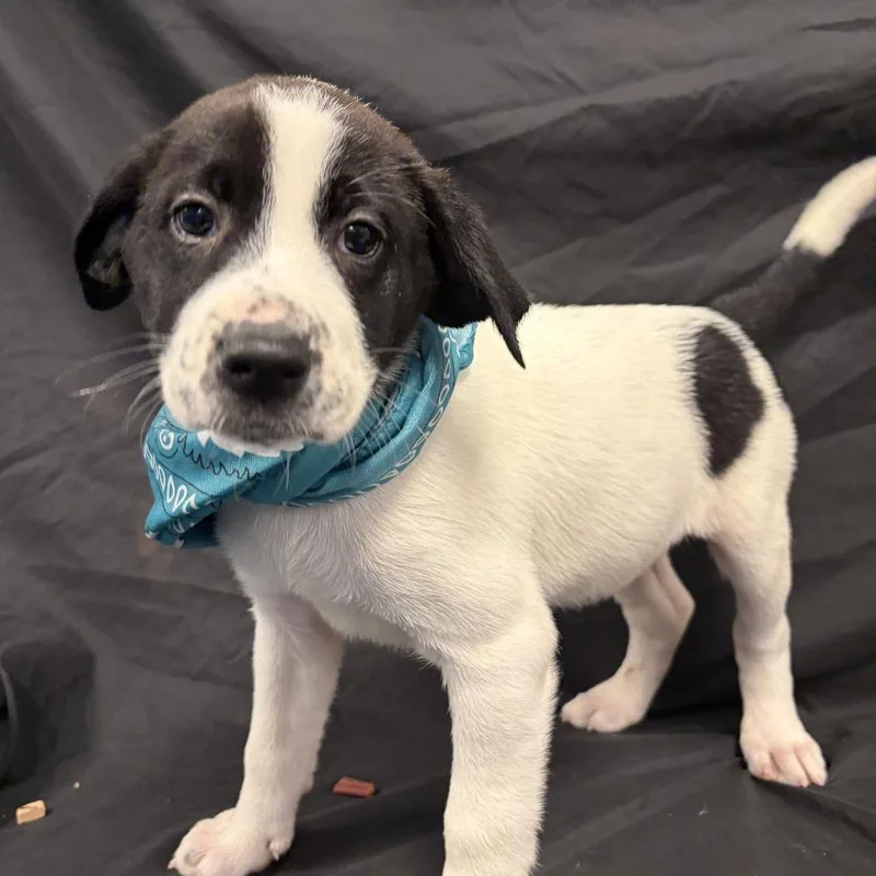 A baby medium-sized female Black Mixed Breed dog named Autumn for adoption in Novelty, OH