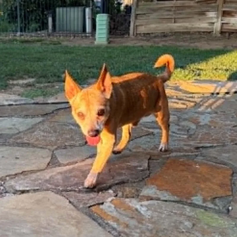 A senior small-sized male Brown / Chocolate Chihuahua dog named Ralphie for adoption in Olathe, KS