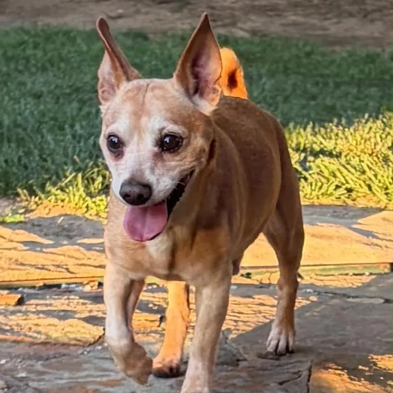 Ralphie thumbnail 4