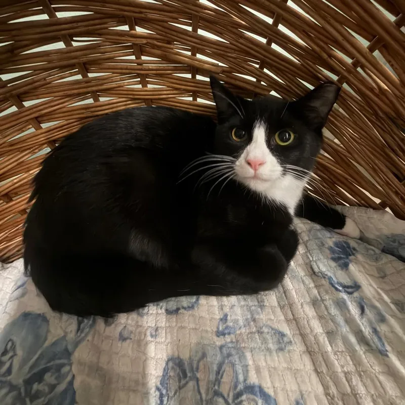 A baby small-sized male Black Domestic Short Hair cat named Paddington for adoption in Pittsford, VT