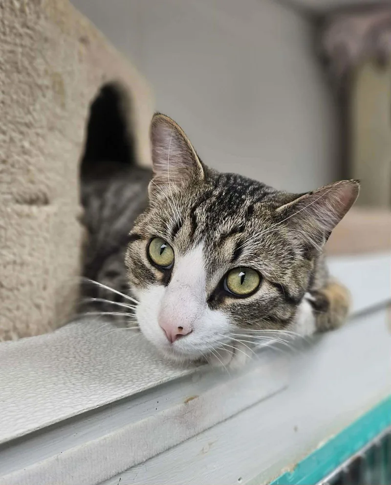 Henry At Petsmart Newington