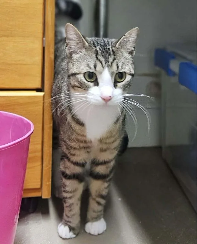 Henry At Petsmart Newington thumbnail 2