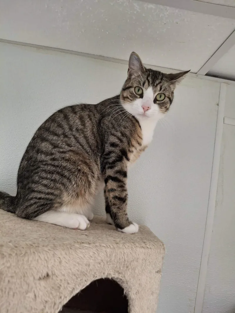 Henry At Petsmart Newington thumbnail 3