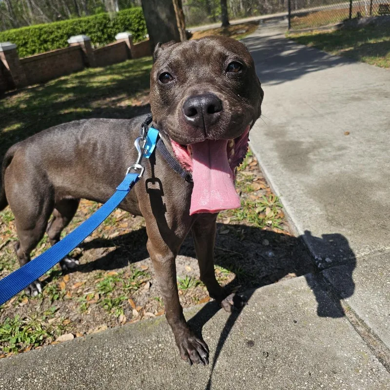 An adult large-sized female Brown / Chocolate Mixed Breed dog named Scuttle for adoption in Jacksonville, FL