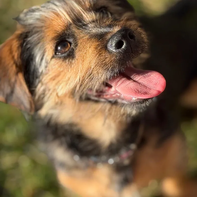 Geoffrey thumbnail 2