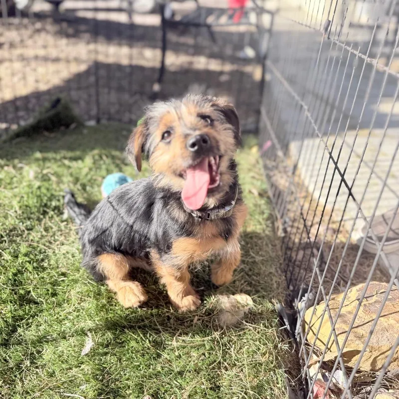 Geoffrey thumbnail 3