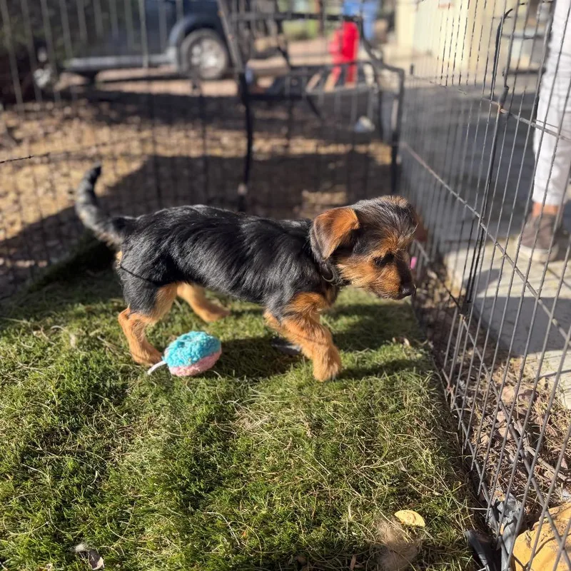 Geoffrey thumbnail 4