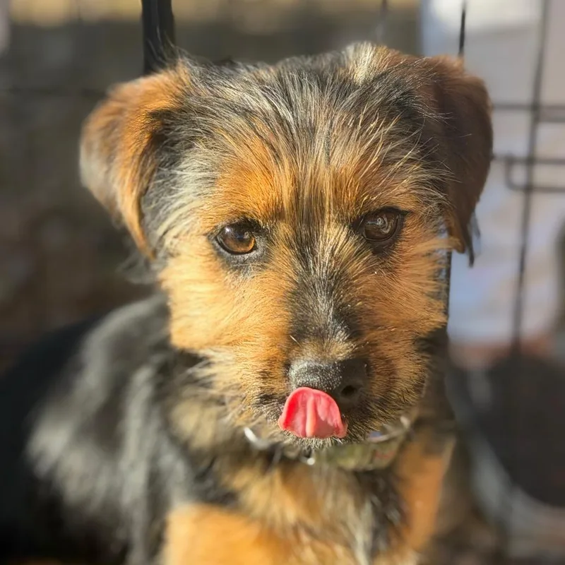 Geoffrey thumbnail 5