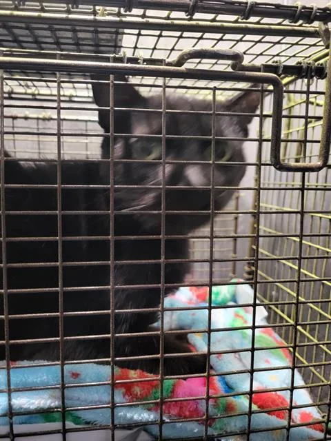 A young medium-sized male Domestic Short Hair cat named Oreo for adoption in San Antonio, TX