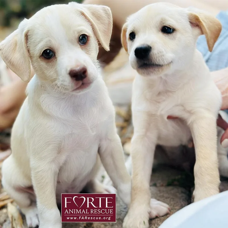 A baby medium-sized male Yellow / Tan / Blond / Fawn Labrador Retriever dog named Buzz for adoption in Marina Del Rey, CA