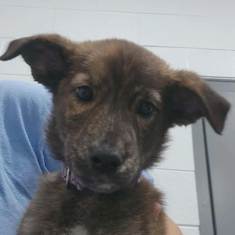 A baby small-sized female Mixed Breed dog named Cocoa for adoption in Beckley, WV