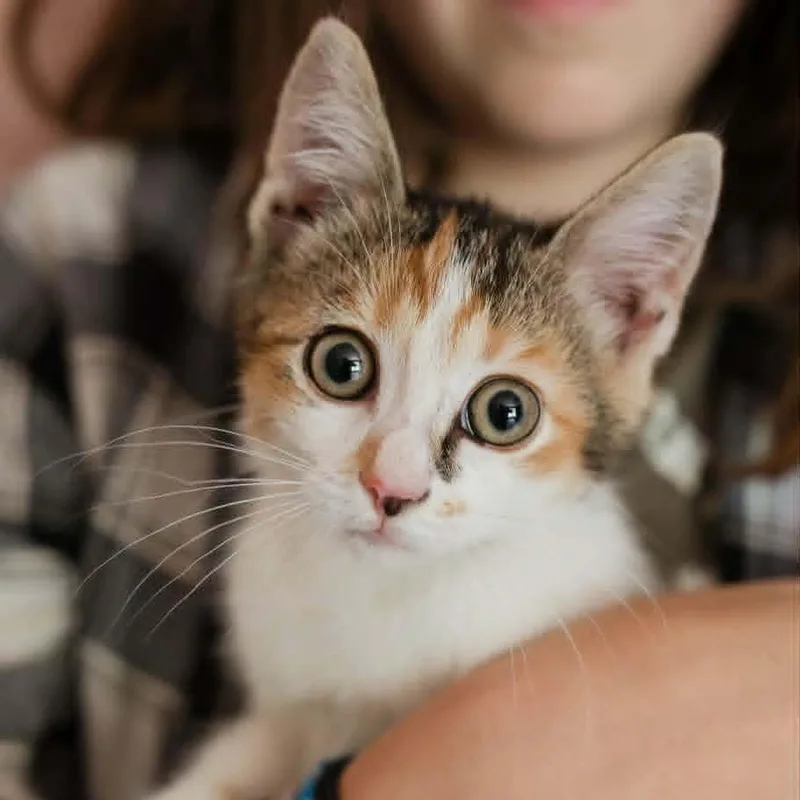 A baby small-sized female Calico Domestic Short Hair cat named Rebel for adoption in Charlottesville, VA