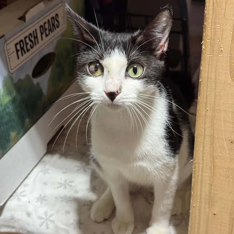 A young medium-sized female Black Domestic Short Hair cat named Athena Meet me at for adoption in Buffalo, MN