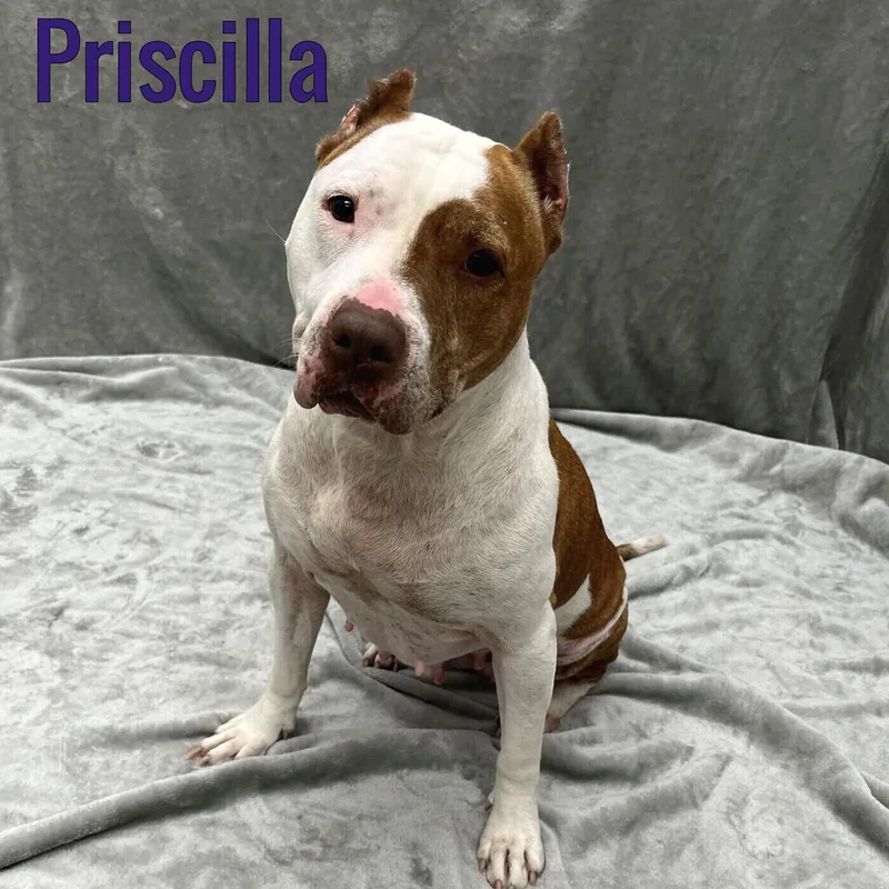 A senior medium-sized female Brown / Chocolate Pit Bull Terrier dog named Priscilla for adoption in Pleasantville, NJ