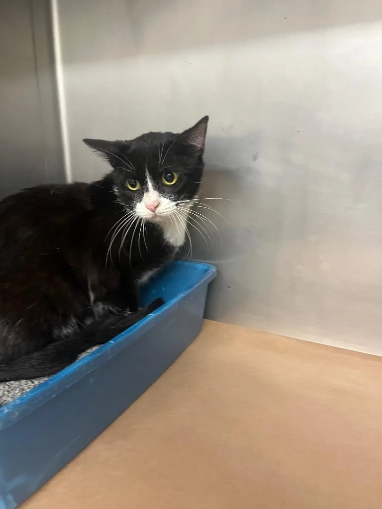 A young large-sized female Domestic Short Hair cat named Binky for adoption in Cartersville , GA