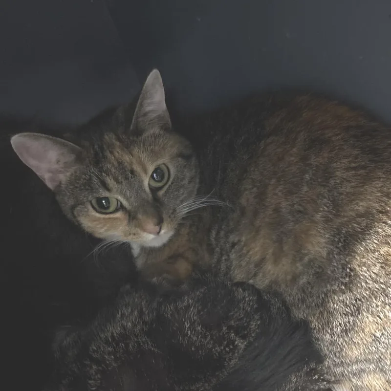 An adult medium-sized female Orange / Red Domestic Short Hair cat named Painted Lady for adoption in DeKalb, IL