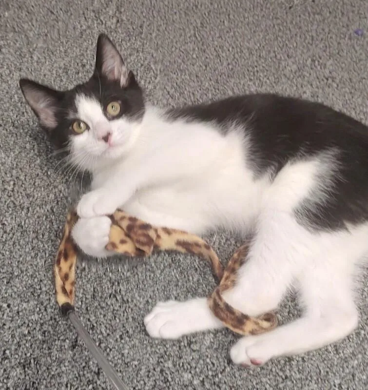 A young medium-sized male Black Domestic Short Hair cat named Sylvester for adoption in North Babylon, NY