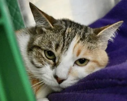 An adult small-sized female Domestic Short Hair cat named Lily for adoption in West Seneca, NY