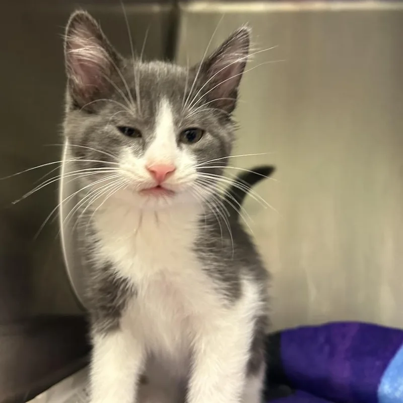 A baby small-sized male Domestic Short Hair cat named Brie for adoption in Waukesha, WI