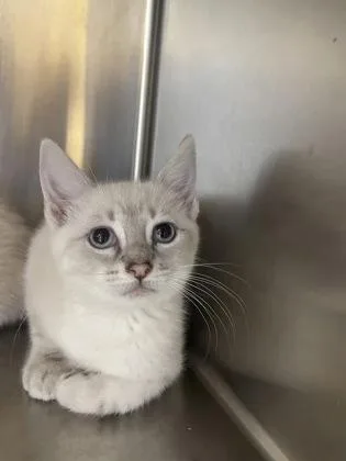 A baby small-sized male Domestic Short Hair cat named Sam for adoption in Independence, MO