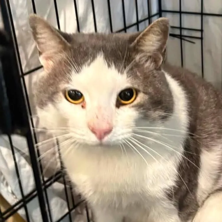 A young small-sized male White Domestic Short Hair cat named Jones for adoption in Washington, DC