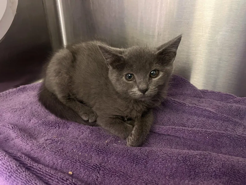 A baby medium-sized female Gray / Blue / Silver Russian Blue cat named Muriel for adoption in Georgetown, KY