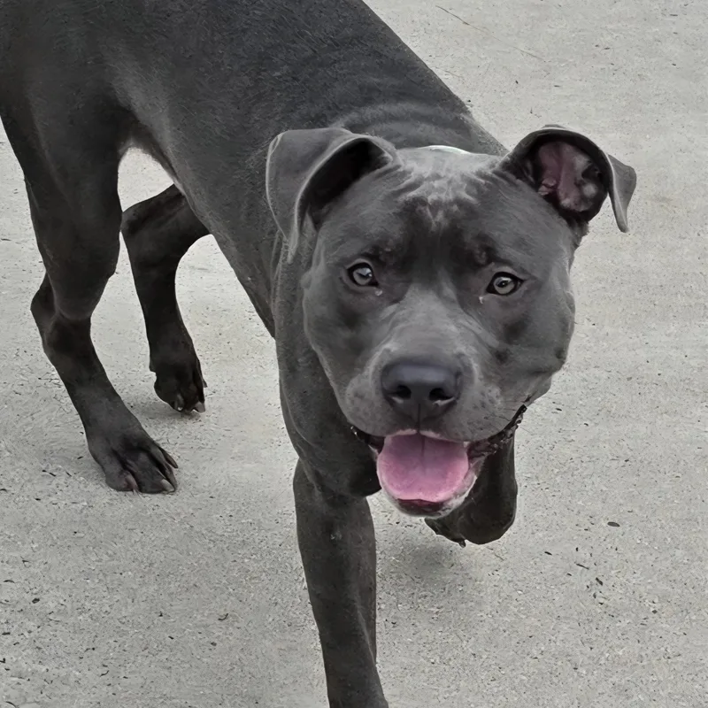 A young medium-sized male Pit Bull Terrier dog named Iverson Sweet Boy for adoption in Meriden, CT