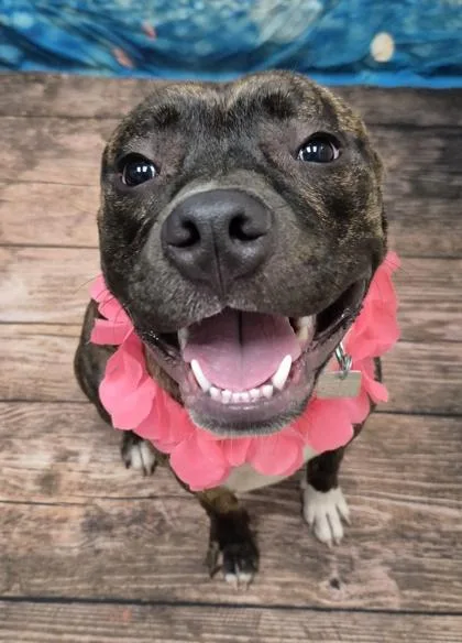 A young medium-sized female Brindle Mixed Breed dog named Anastasia for adoption in Hamilton, OH