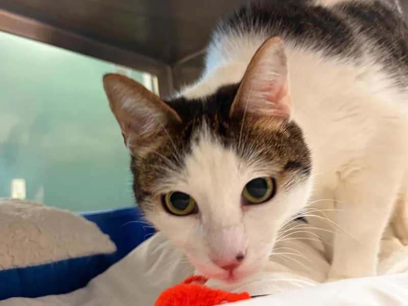 Meeko thumbnail 2