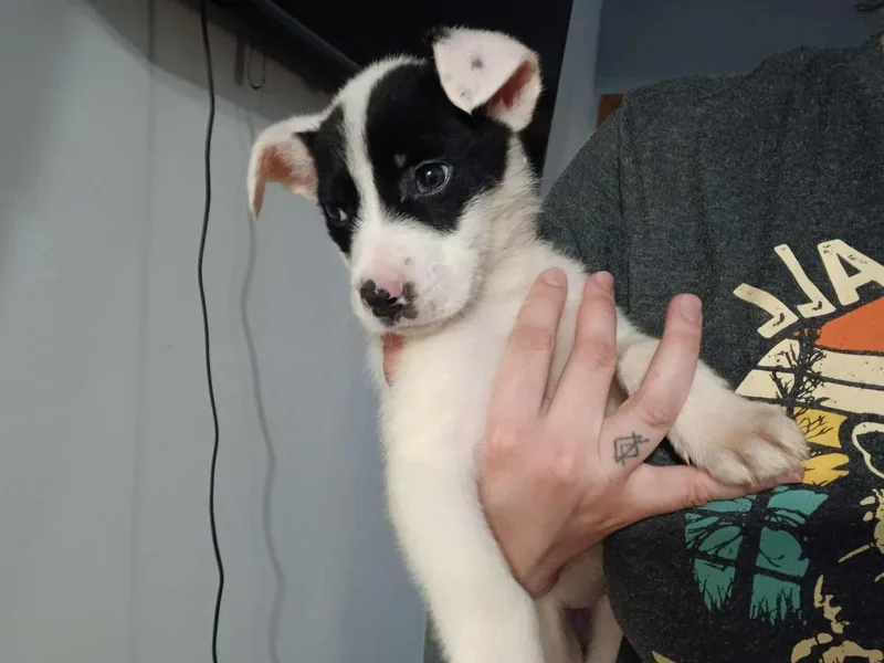 Queen Of Hearts thumbnail 2