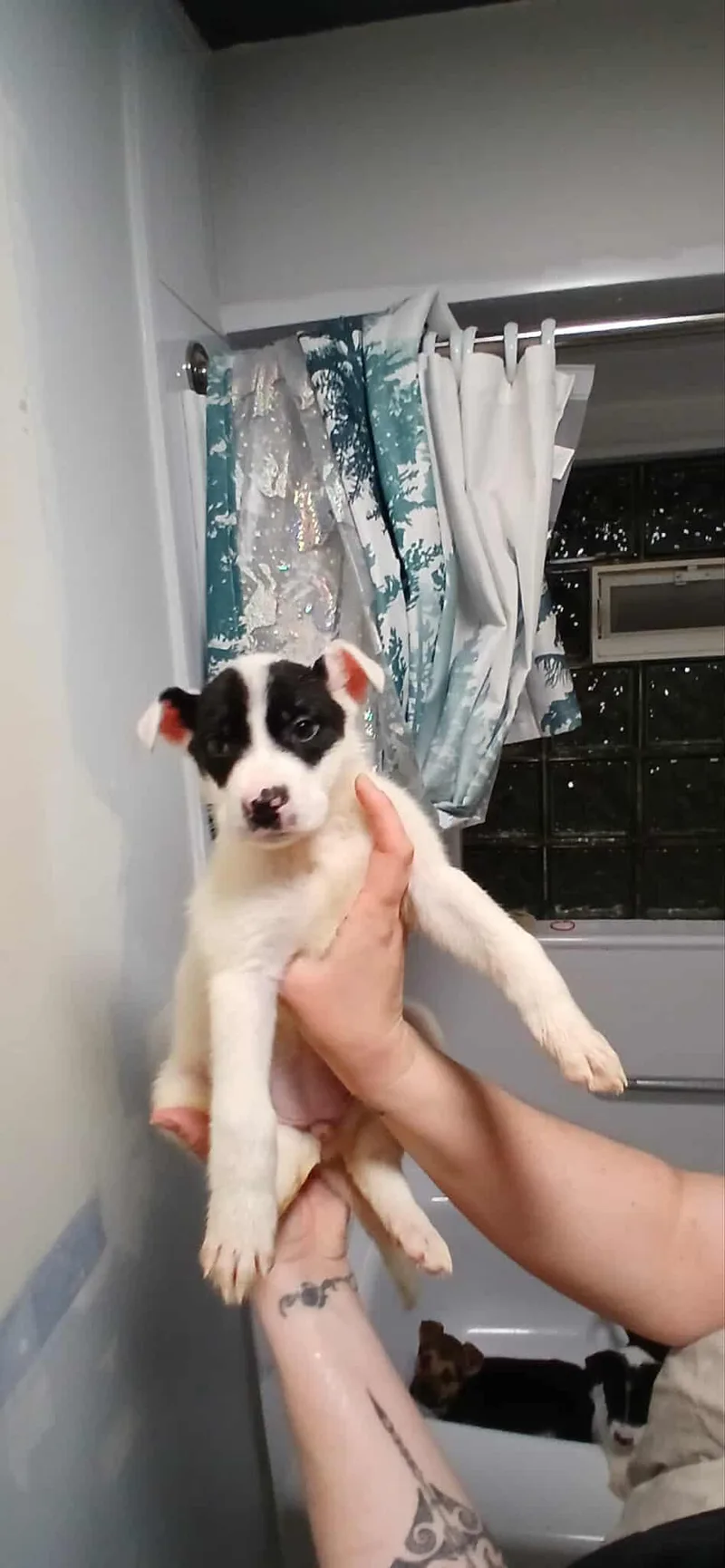 Queen Of Hearts thumbnail 3