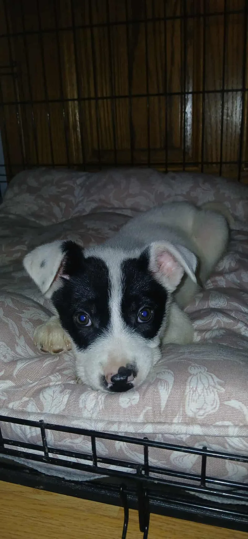 A baby medium-sized female White / Cream Mixed Breed dog named Queen Of Hearts for adoption in Kenosha, WI