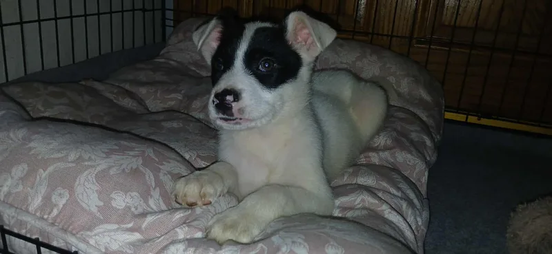 Queen Of Hearts thumbnail 4