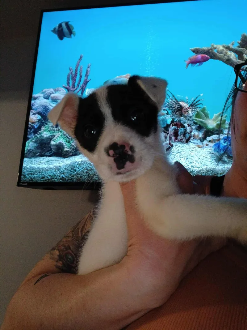 Queen Of Hearts thumbnail 6