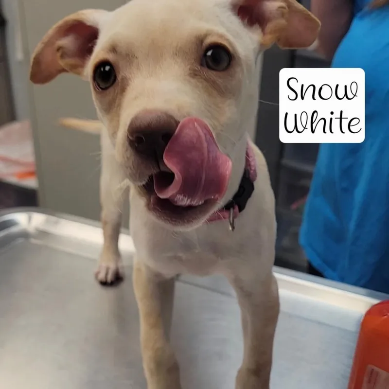 A baby small-sized female Yellow / Tan / Blond / Fawn Pointer dog named Snow White for adoption in Parkersburg, WV