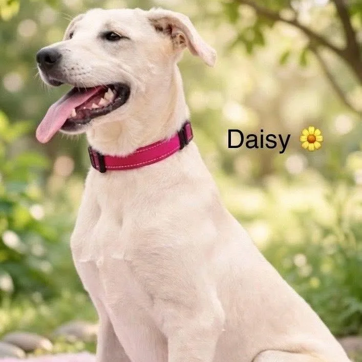 Daisy