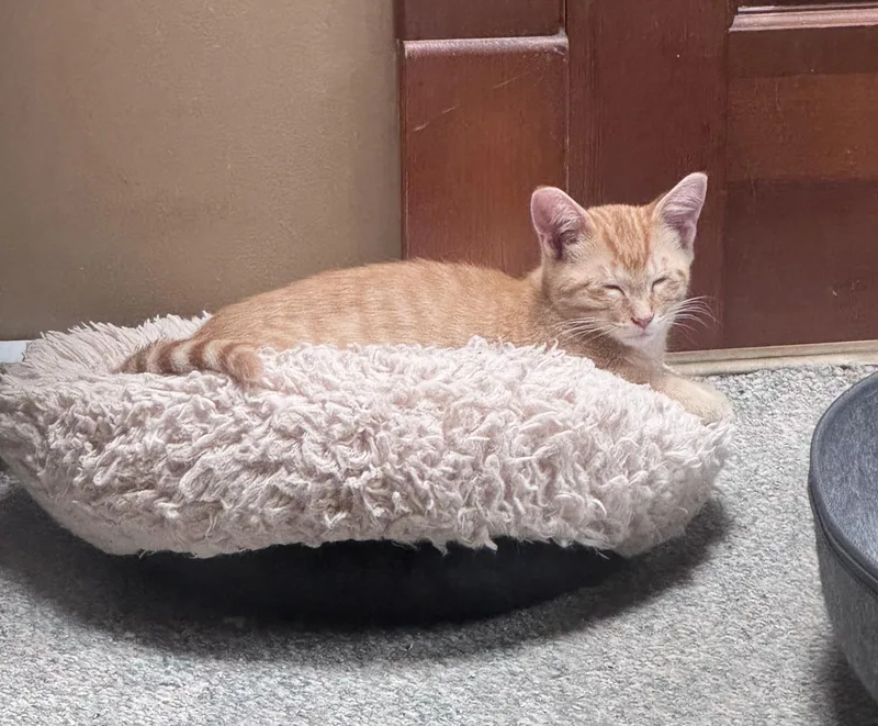 A baby medium-sized male Orange / Red Domestic Medium Hair cat named Roy for adoption in Crystal Lake, IL