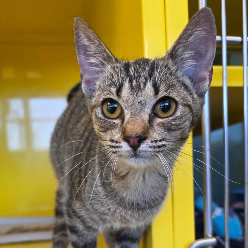A baby small-sized female Brown / Chocolate Domestic Short Hair cat named Lilliana for adoption in Abilene, TX