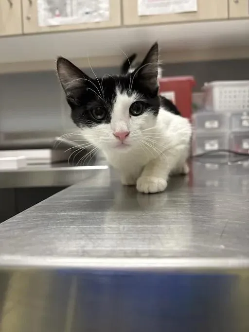 A baby small-sized female Domestic Short Hair cat named Scout for adoption in Las Vegas, NV