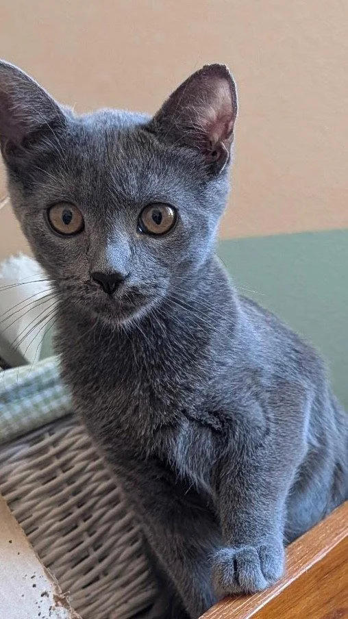 A young medium-sized female Domestic Short Hair cat named Bluebell for adoption in Phoenix, AZ