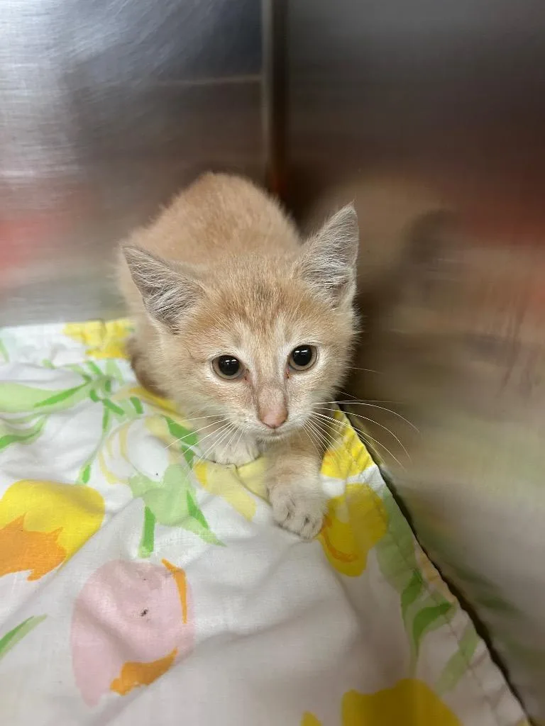 A baby medium-sized male Domestic Short Hair cat named Sunburst for adoption in Mineral, VA