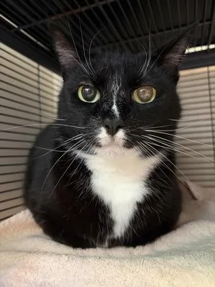 An adult large-sized male Black & White / Tuxedo Domestic Short Hair cat named Rocky for adoption in Bellingham, WA