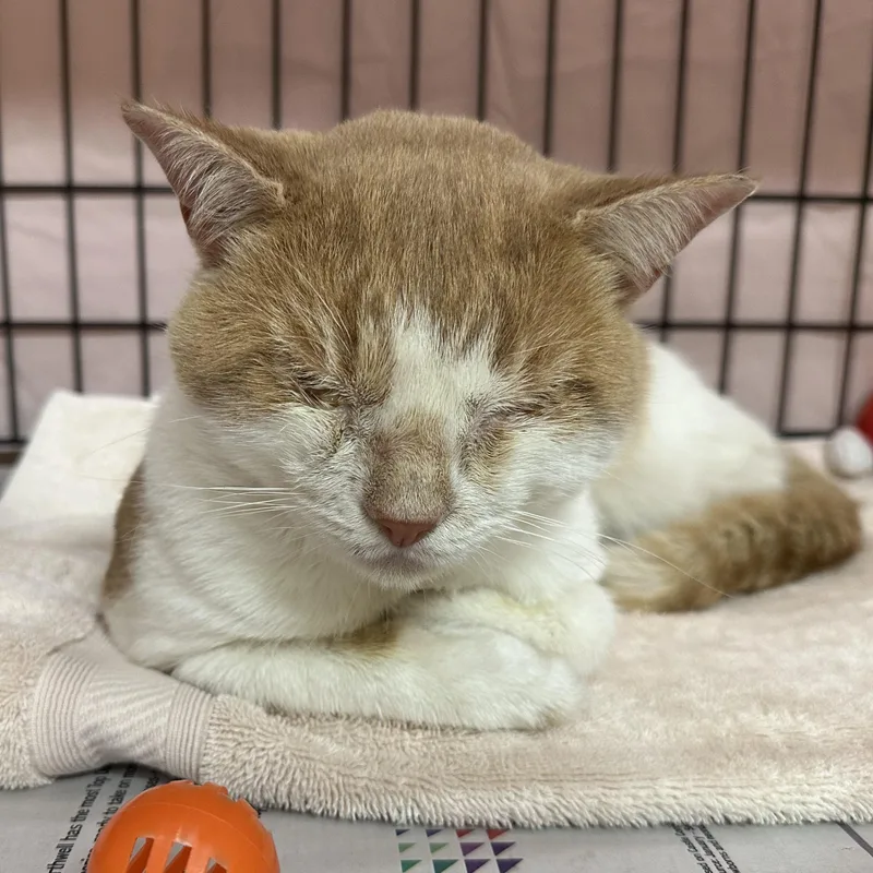 A young medium-sized male Domestic Short Hair cat named Trent for adoption in Clifton, NJ